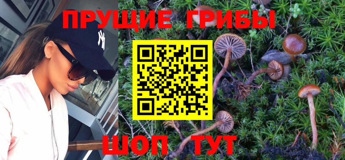 Моршанск  Псилоцибиновые грибы Cubensis  Вход с VPN 